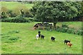 East Devon : Grassy Field & Cattle