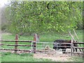 SO7923 : Gloucester cattle by Richard Webb