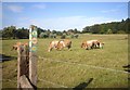 Channel Island Cows, Watersplace Farm