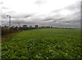 Field of Beet near Grassmoor