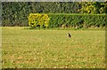 East Devon : Grassy Field