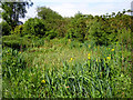 Small pond, Roding Valley Meadows