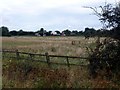 Rough grazing by the Trans Pennine Trail