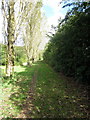 Path to College Wood