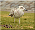 Juvenile gull, Ballyhalbert