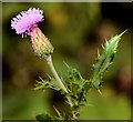 Common knapweed, Newtownards