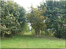 TL4093 : Linwood Lane near Linwood Farm by Richard Humphrey