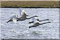 Whooper Swans (Cygnus cygnus), Loch of Clickimin, Lerwick