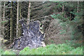 NR8931 : Fallen Tree by Anne Burgess