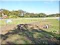 Kingston Lacy, pigs