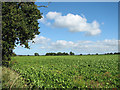 Sugar beet crop by Croxton Mill