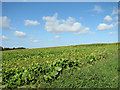 Fields east of Kettlestone