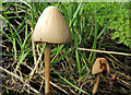 Fungus near Loughbrickland