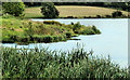 J1041 : Reeds, Loughbrickland lake by Albert Bridge