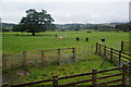 Lively young cattle at Leighton