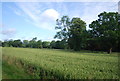 Wheat field