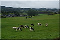 Cows in the Severn Valley