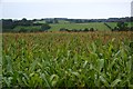 SJ2104 : A field of maize near Sarn-y-bryn-caled by Bill Boaden