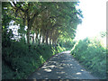 Unnamed lane north of West Stratton Farm