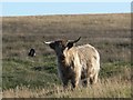 NY7359 : Silvery highland cattle on Plenmeller Common by Mike Quinn