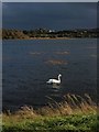 Swan on Waulkmill Glen Reservoir