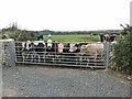 Bullocks at Llanwg