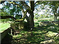 SY7188 : Whitcombe Churchyard (III) by Basher Eyre
