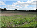 Stubble field off Meadow Way Tangmere