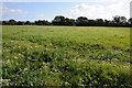 Field near Pedington Farm