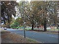 The Avenue looking north