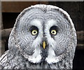 Great Grey Owl at Small Breeds Farm and Owl Centre, Kington, Herefordshire