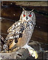 SO2954 : Eagle Owl Feeding on Chick at Small Breeds Farm and Owl Centre, Kington, Herefordshire by Christine Matthews