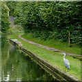 Canal towpath with heron near Gravelly Hill, Birmingham