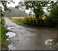 Lane from Abernant House to Abernant Lake Hotel, Llanwrtyd Wells