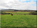 Cattle Near Knockando