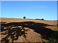 Tree shadows on bare earth