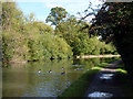 Canada Geese on Grand Union Canal