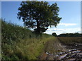 SP2486 : Farm track off Bentley Lane by JThomas