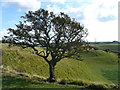 Tree on the North Downs