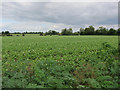 Potato field near Worlington