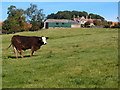 SP8764 : Grazing steer by the Nene Way by Michael Trolove