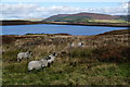 Swaledale sheep by Lower Barden Reservoir