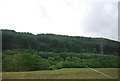 Forest and pylon, Longbedholm