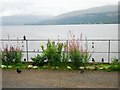 NN0908 : Bird feeders beside Loch Fyne by Rose and Trev Clough