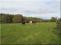 NH9653 : Cattle near Glenshiel by Alan Hodgson