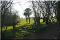 Pasture through the trees