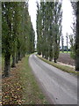 Tree lined drive to Potash Farm