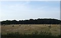 Farmland near Carnaby Covert