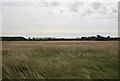 Farmland in the Crouch Valley