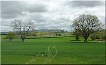SO4155 : Farmland north of Dilwyn, Herefordshire by Roger  D Kidd